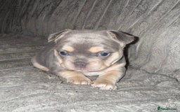 Mixed Breed dogs for sale: Frenchie cross puppy’s (80% frenchie) - Advert 3