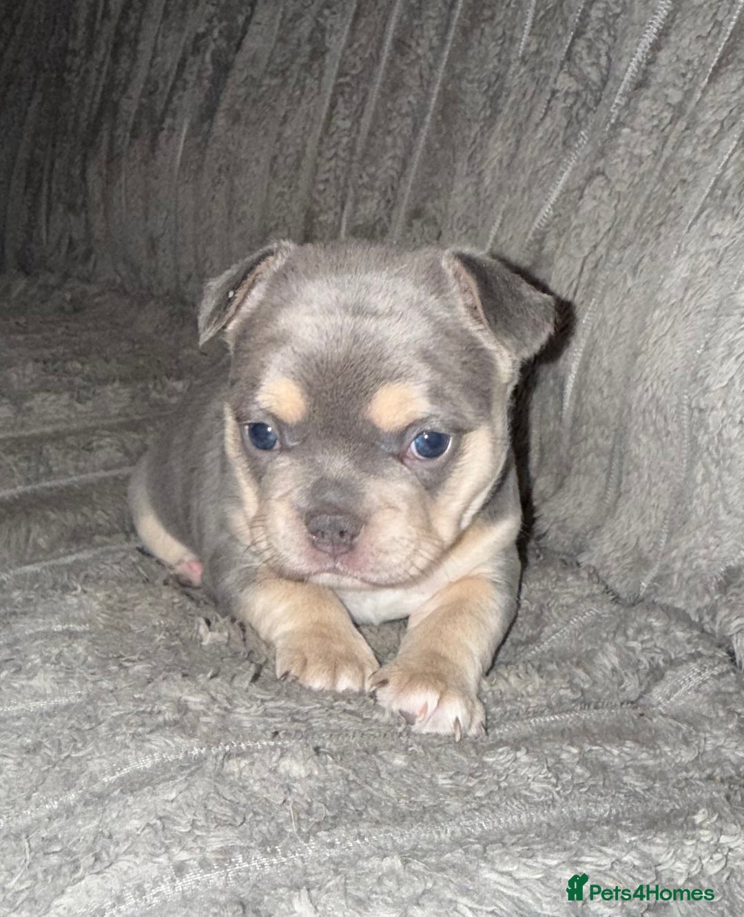 Mixed Breed dogs for sale: Frenchie cross puppy’s (80% frenchie) - Advert 3