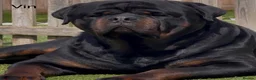Rottweiler dogs for sale: *** Litter Due *** - Advert 8