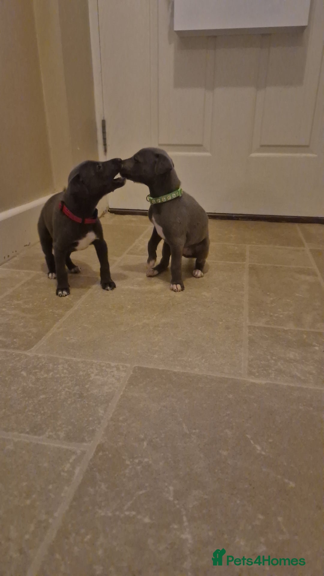 Whippet dogs for sale: Blue Whippet Boys - Advert 2