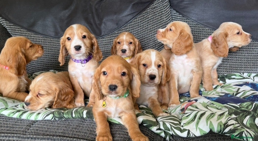 Cocker Spaniel dogs Kc registered cocker spaniel pups - Advert 1