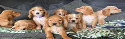Cocker Spaniel dogs for sale: Kc registered cocker spaniel pups - Advert 4