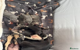 French Bulldog dogs for sale: 7 BEAUTIFUL FRENCHIE PUPPIES FOR SALE 🐾🐶  - Image 2