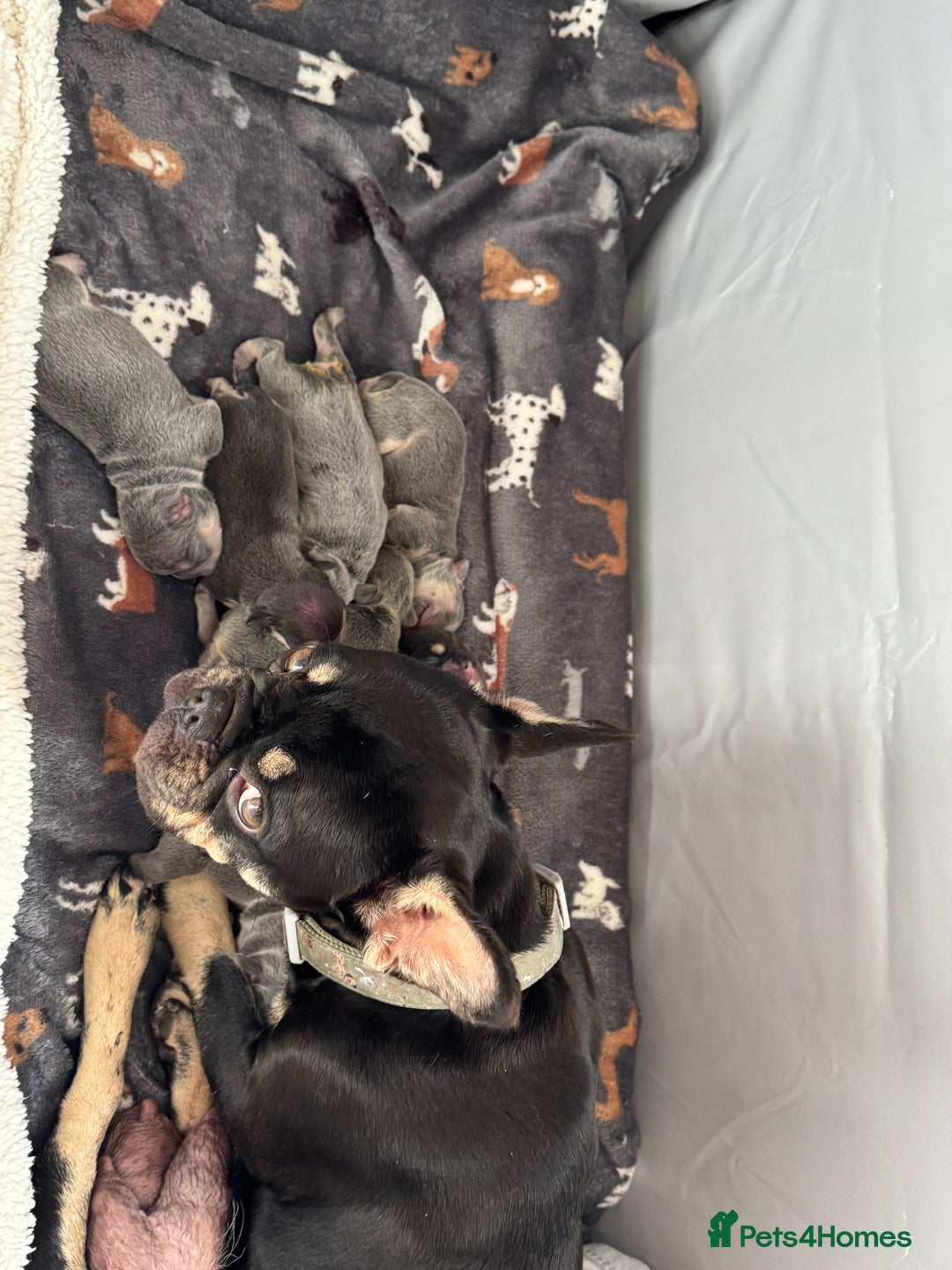 French Bulldog dogs for sale: 7 BEAUTIFUL FRENCHIE PUPPIES FOR SALE 🐾🐶  - Image 2