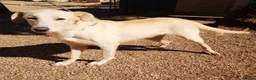 Mixed Breed dogs for adoption: 🐾💔 Yogui Needs a Home 💔🐾 - Advert 6