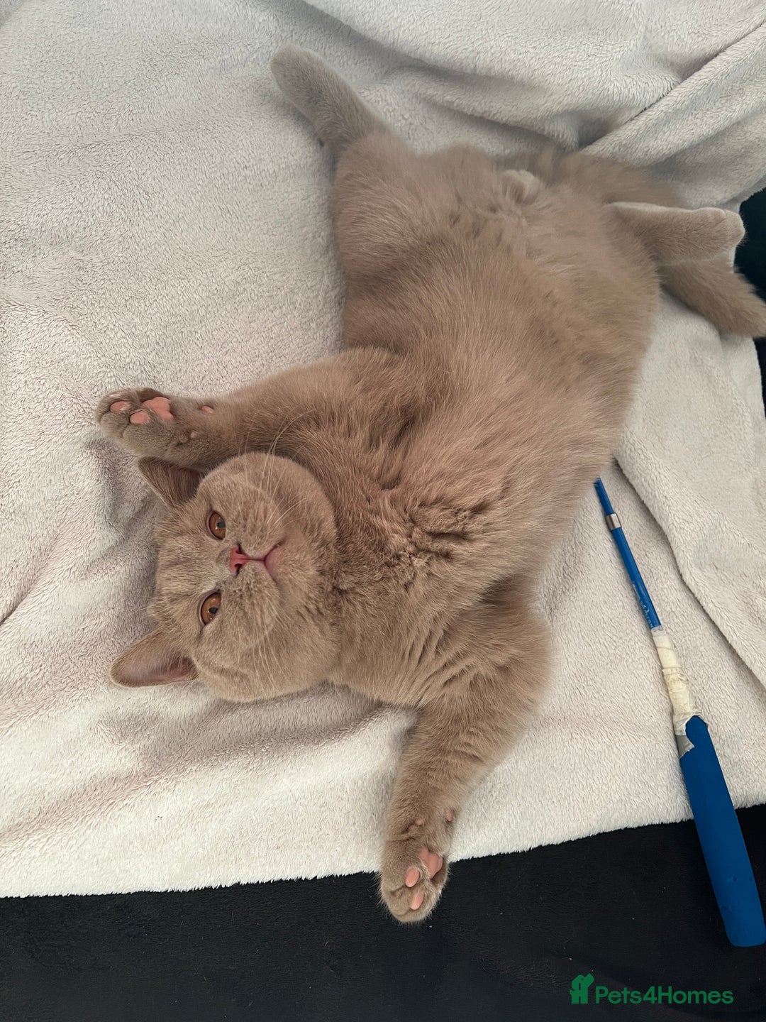 British Shorthair cats for sale: British shorthair  - Image 7