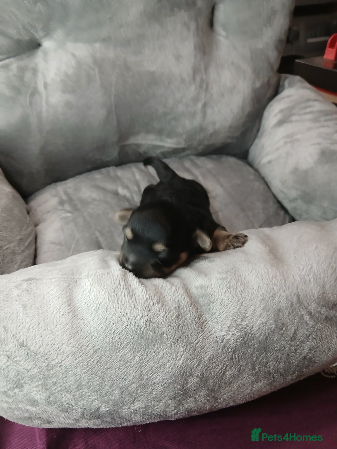 Mixed Breed dogs for sale: Hypoallergenic pups - Image 7