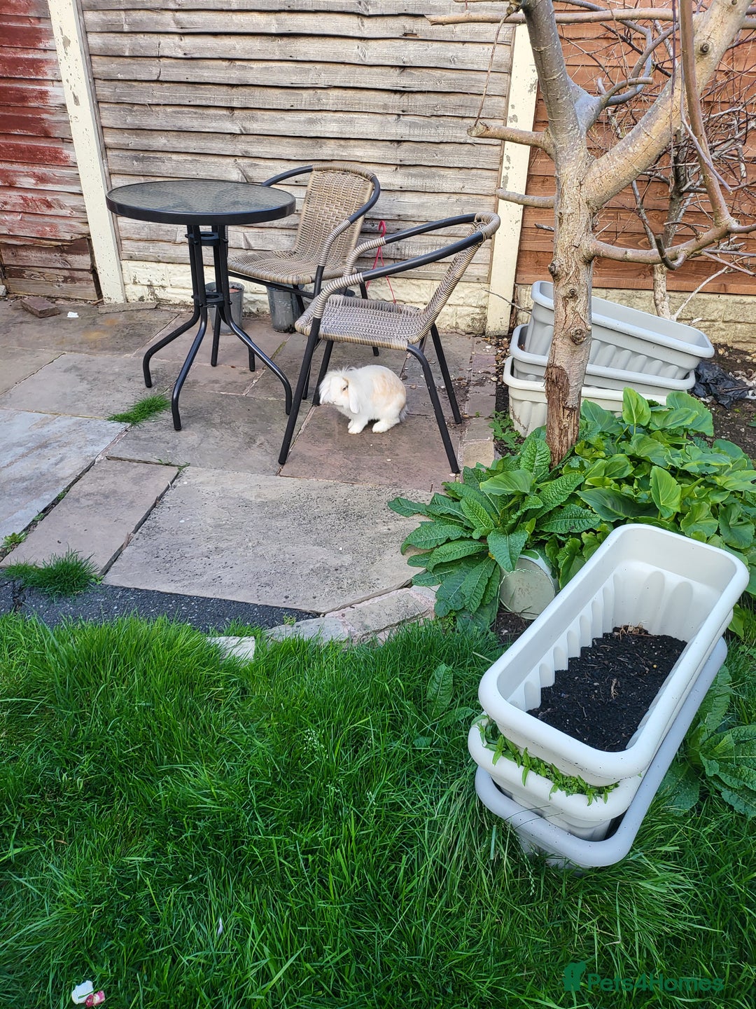 Mini Lop rabbits for sale: Friendly minilops father and son - Image 2