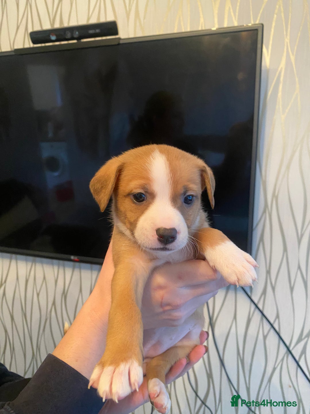 Mixed Breed dogs for sale: Pomstaff puppies - Advert 3