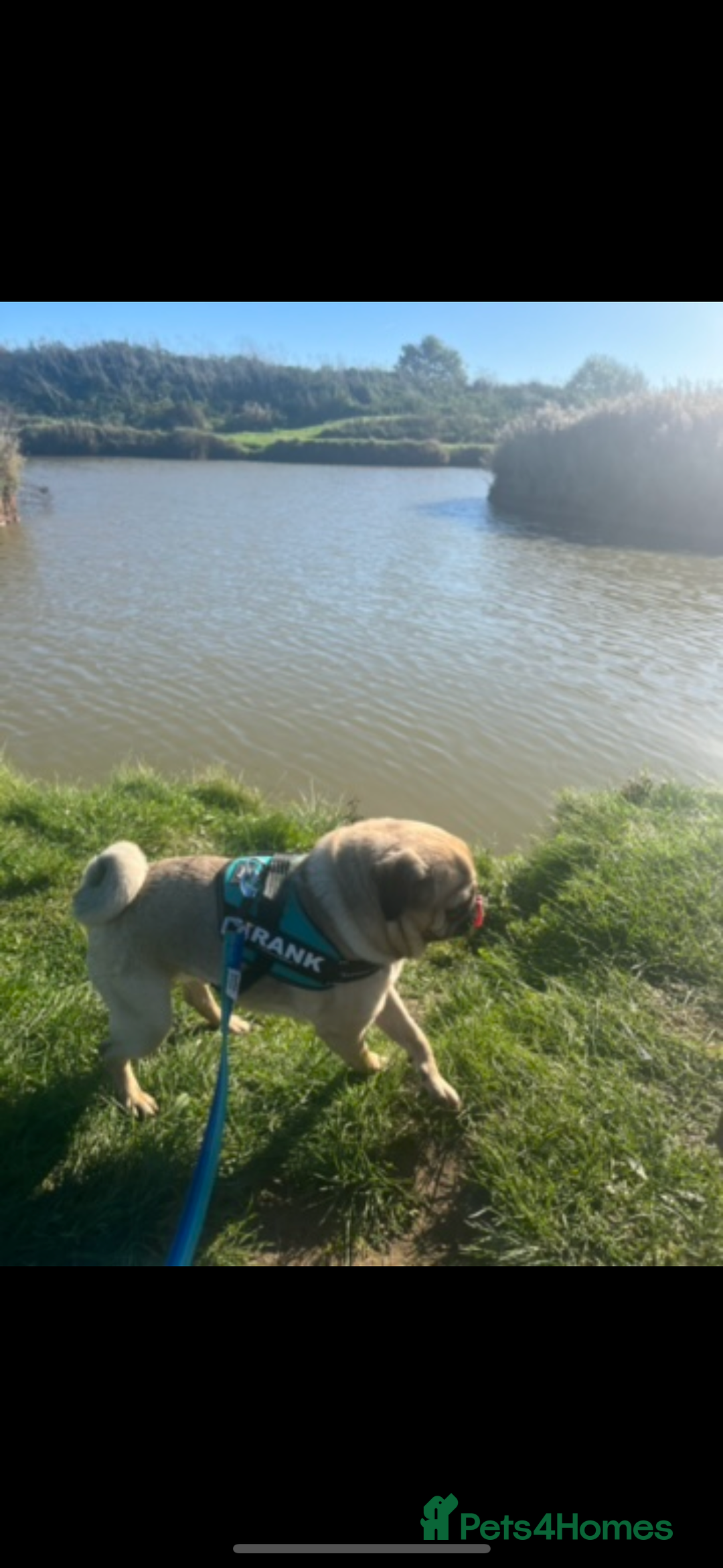 Pug dogs for sale: 6 Year Old Pug Male - Image 4