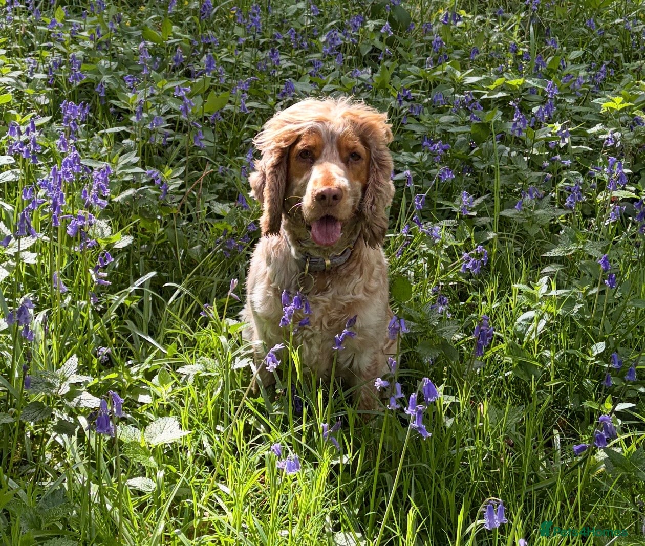 Cocker Spaniel dogs for sale: Lexies little litter  - Advert 12
