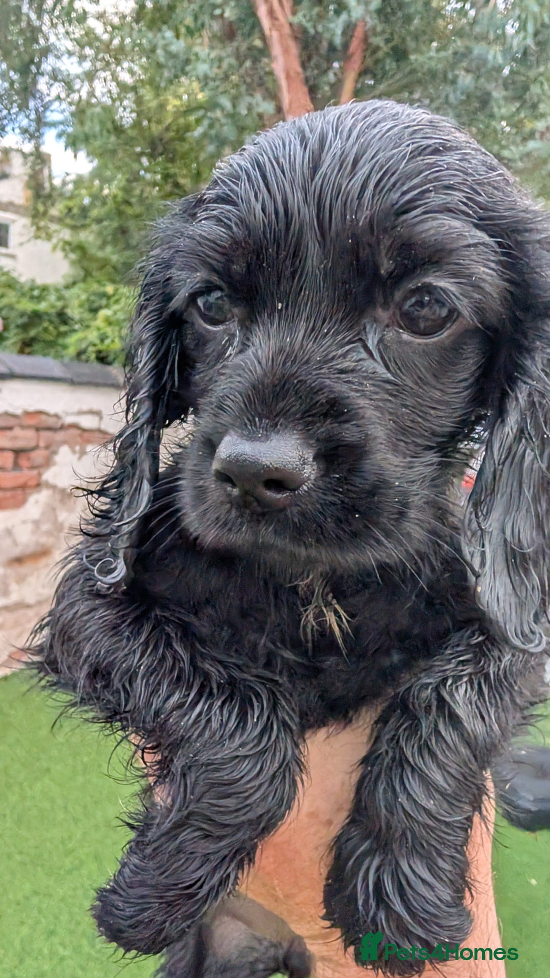 Mixed Breed dogs for sale: Cockalier puppies F1 for sale - Image 13