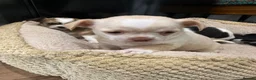 Chihuahua dogs for sale: 4 gorgeous chihuahua puppies - Advert 3