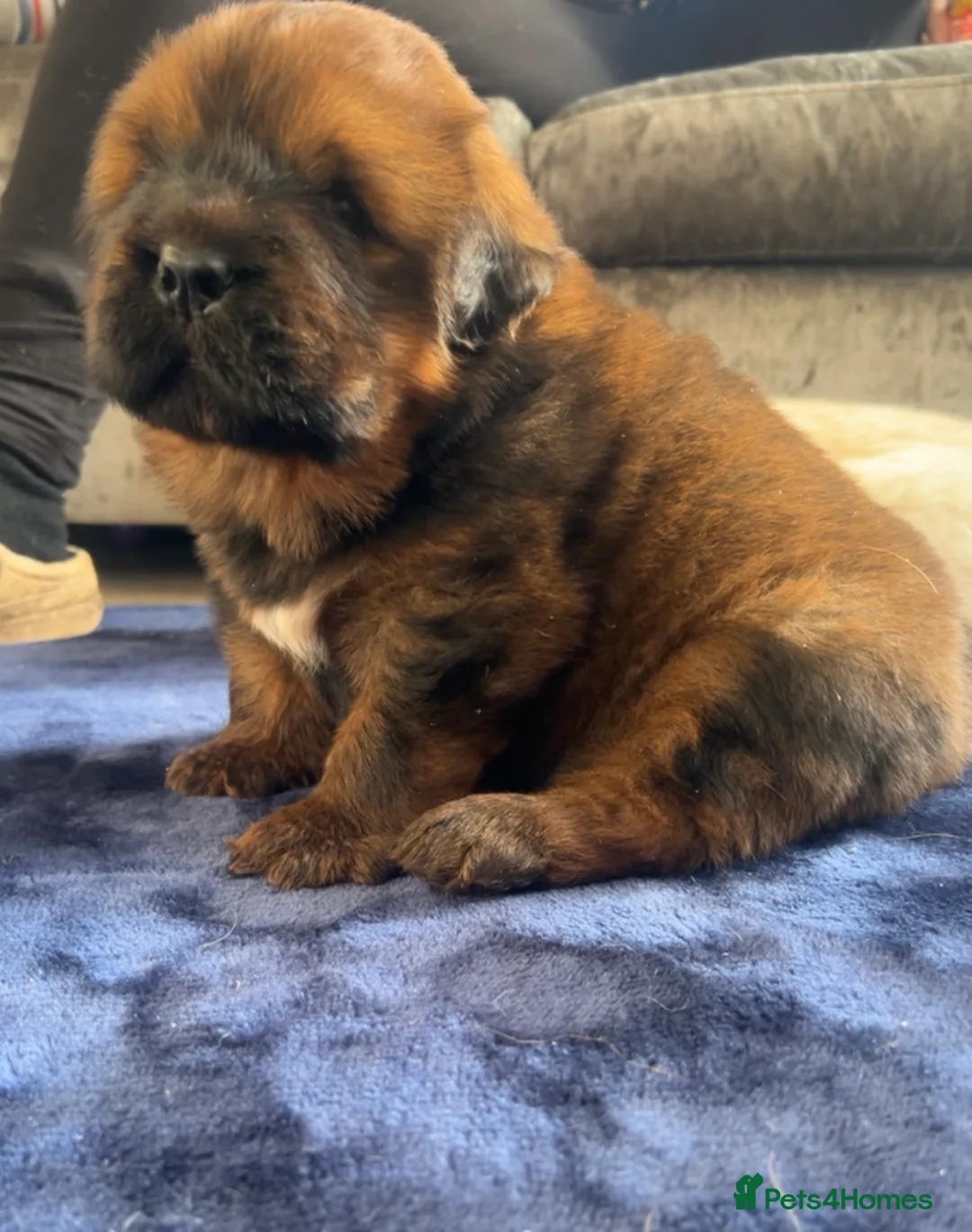 Tibetan Mastiff dogs for sale: Male Tibetan mastiff puppy  - Advert 1