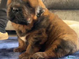 Tibetan Mastiff dogs Male Tibetan mastiff puppy - Advert 2