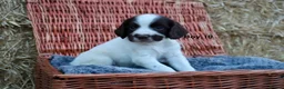 English Springer Spaniel dogs for sale: 1 boy left. Heath Tested Springer Spaniel Pups - Advert 10