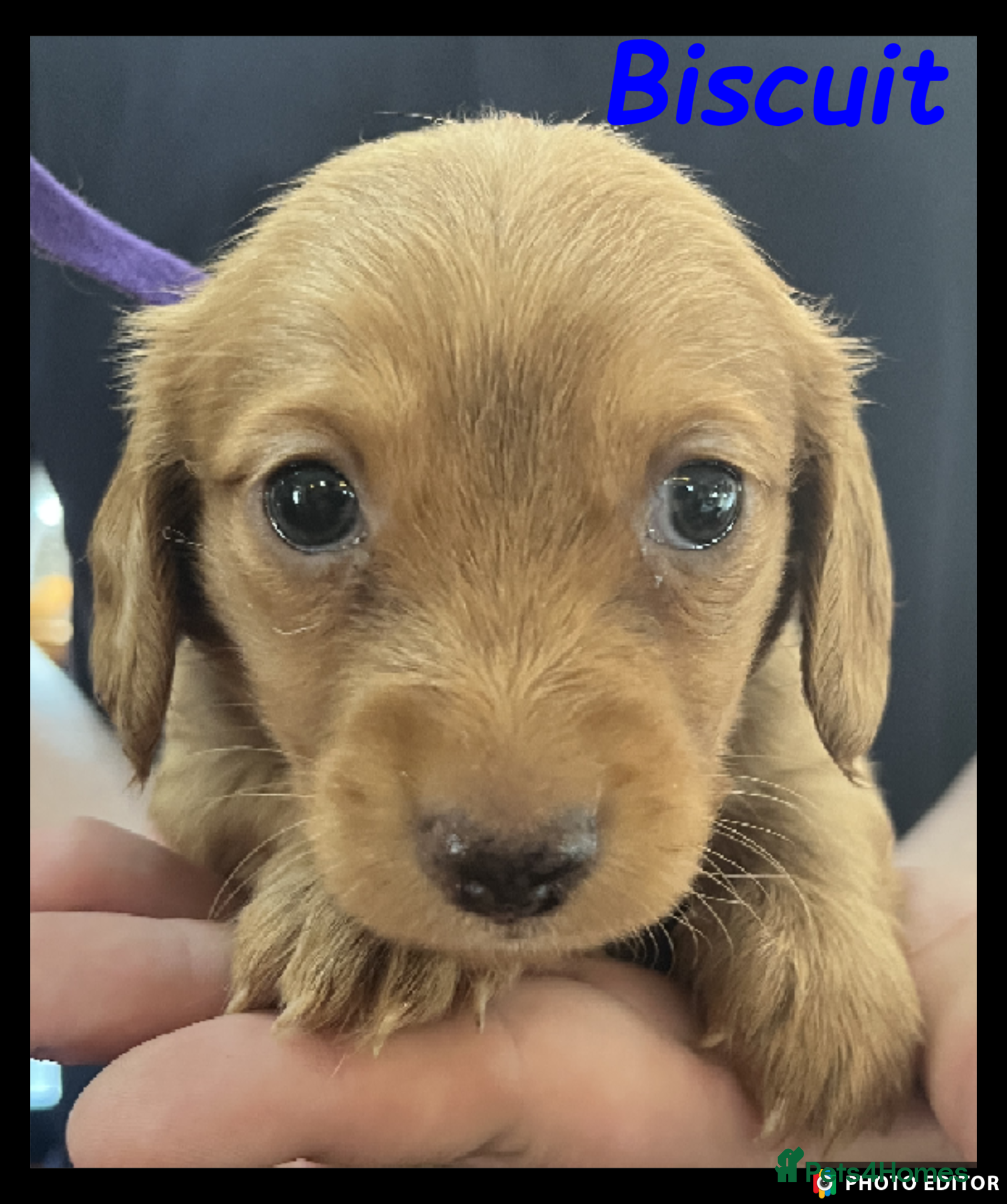 Miniature Dachshund dogs Miniature Dachshund puppies ⭐⭐ - Advert 1