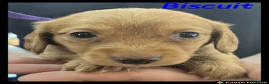 Biscuit