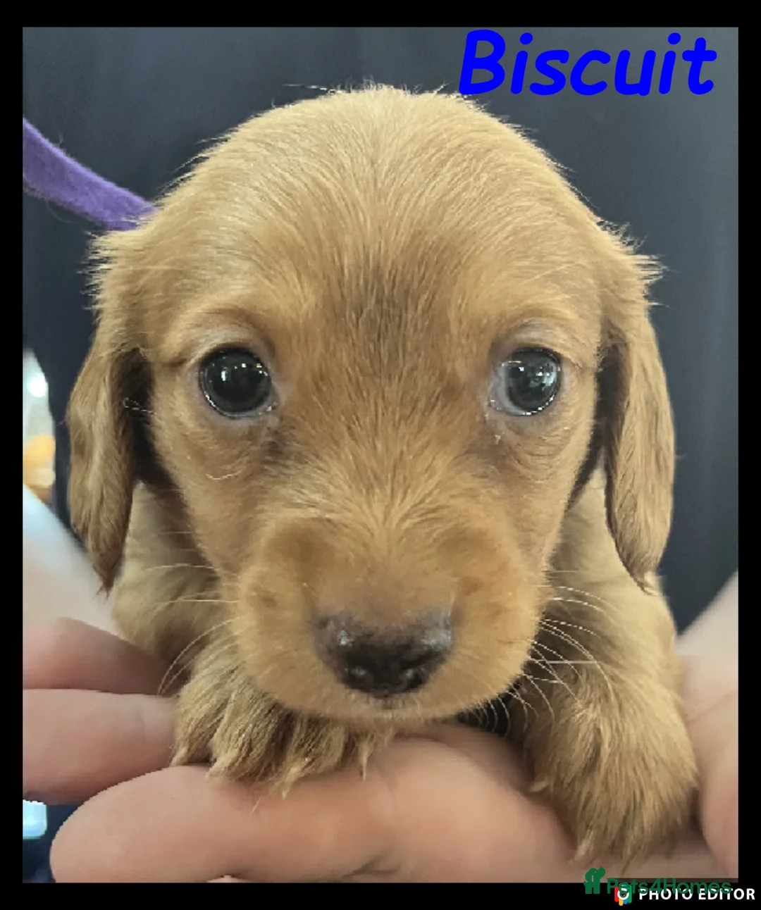 Miniature Dachshund dogs for sale: Miniature Dachshund puppies ⭐⭐ - Advert 1
