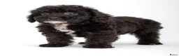 Cavapoo dogs for sale: DNA health tested Beautiful F1b Cavapoos - Advert 16