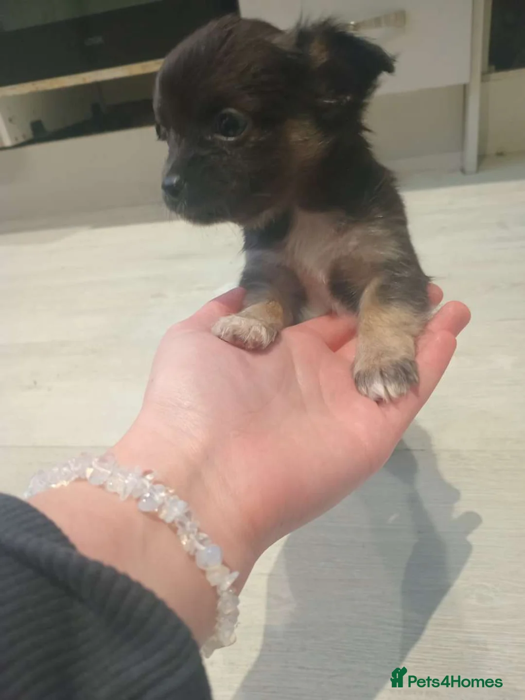 Chihuahua dogs for sale: 5 chihuahua puppies - Advert 15