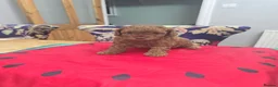 Toy Poodle dogs for sale: Look at our lovely litter of Toy Poodles  - Advert 3