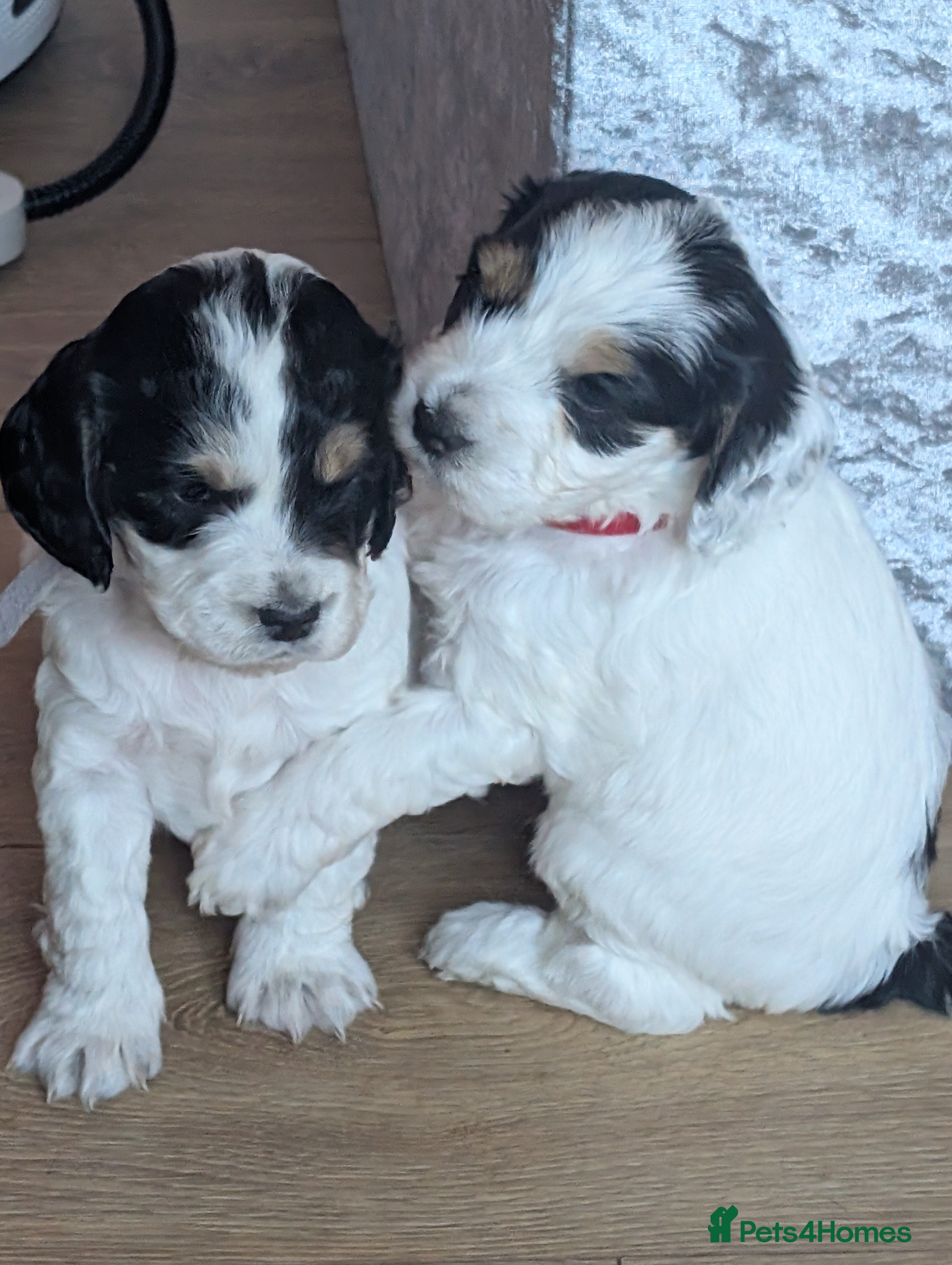 Cockapoo dogs Beautiful litter of 5 Cockapoos - Advert 12