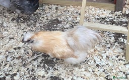 Chickens poultry for sale: Silkie Cockerel - Image 3