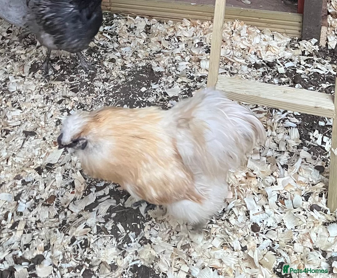 Chickens poultry for sale: Silkie Cockerel - Image 3