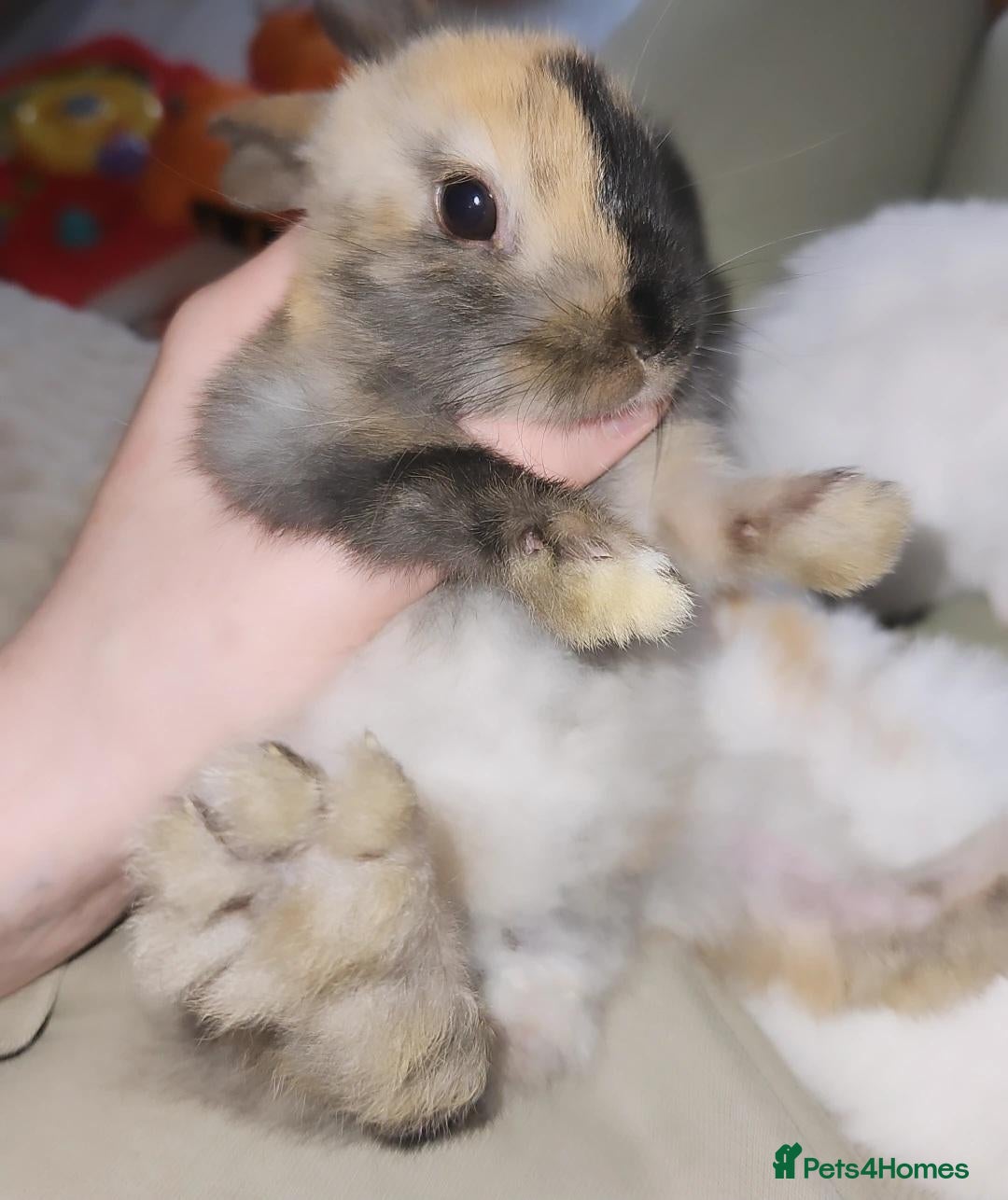 Mini Lop rabbits Baby rabbits - Advert 5
