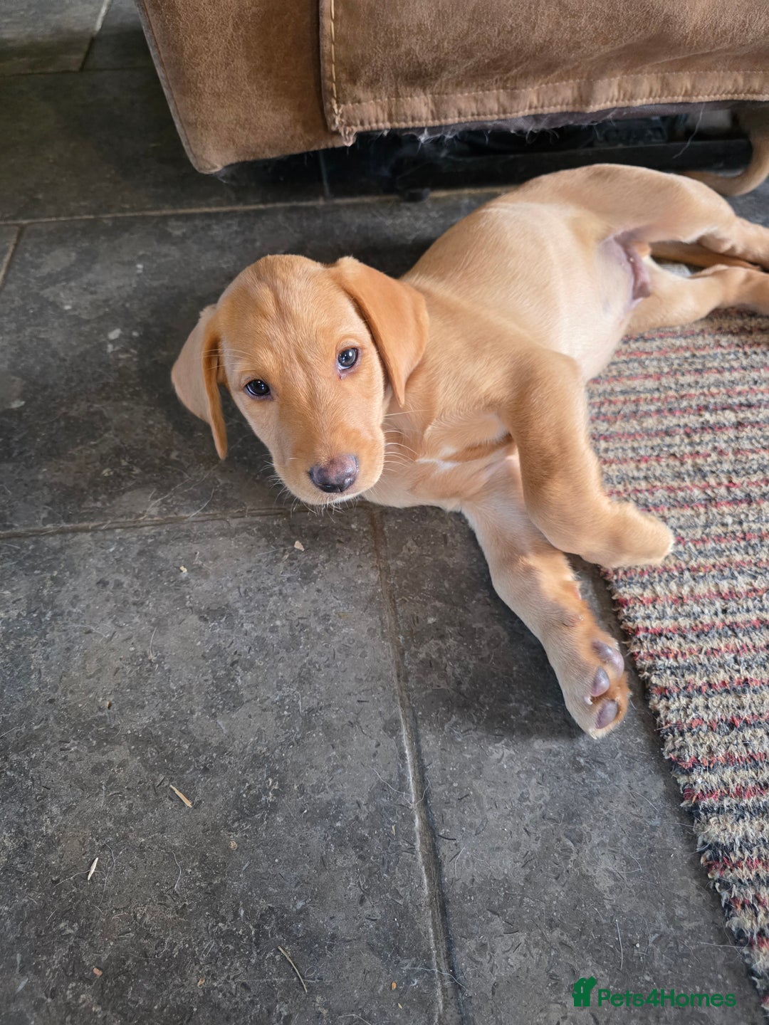 Labrador Retriever dogs for sale: Labrador fox red puppies - Image 10