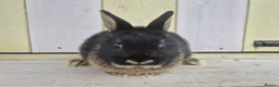 Netherland Dwarf rabbits for sale: 🩵PRETTIEST NETHERLAND DWARF COLOURED BABIES 🩷 - Advert 27