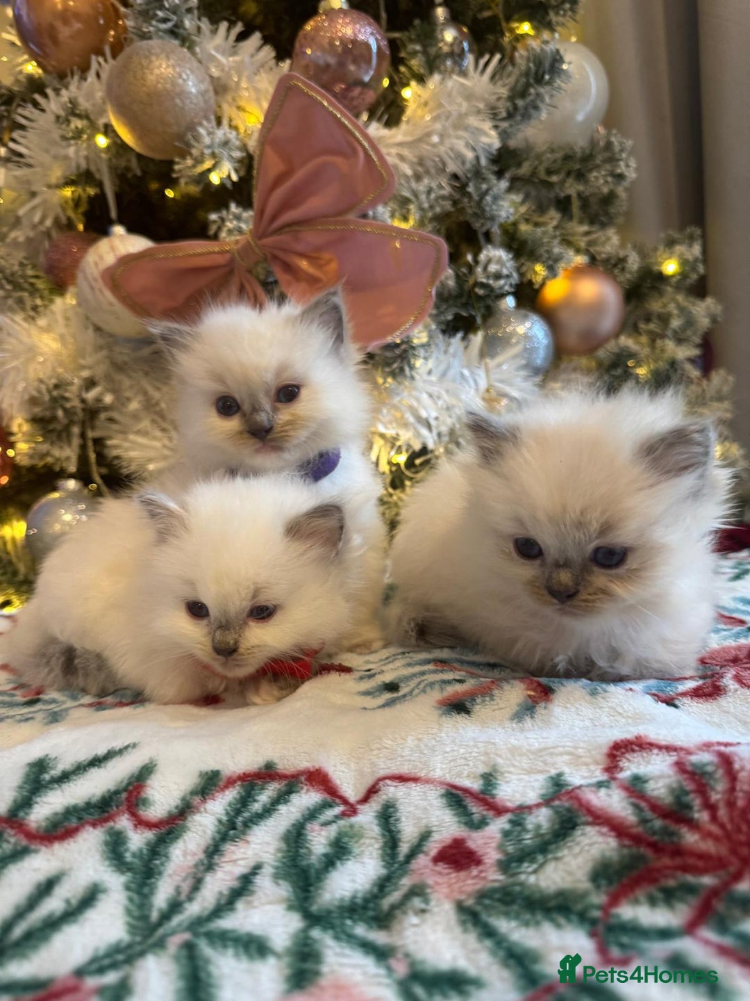 Ragdoll cats for sale: Purebred Ragdolls for sale - Advert 9