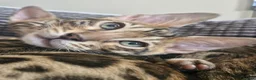 Bengal cats for sale: TICA Genetic Health Tested Kittens - Advert 9