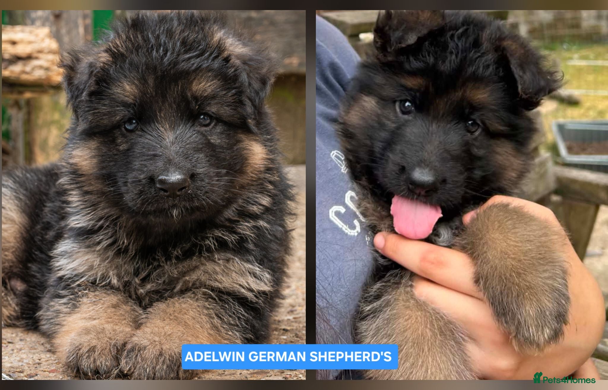 German Shepherd dogs KC Fantastic long coat German Shepherd's  - Advert 1