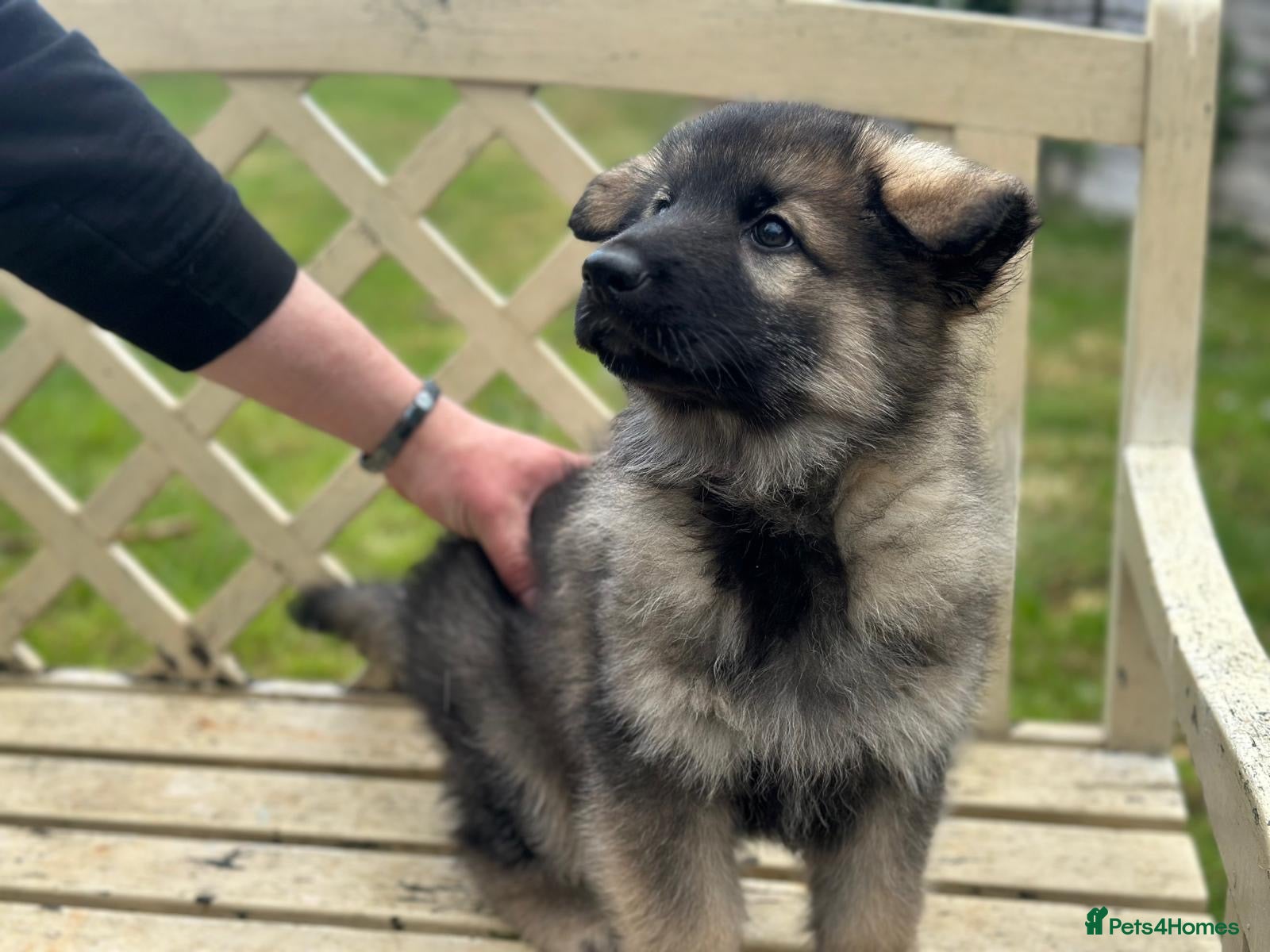 German Shepherd dogs German Shepherd Last 2 boys ready to leave  - Advert 7