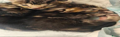 Dark Brown Female