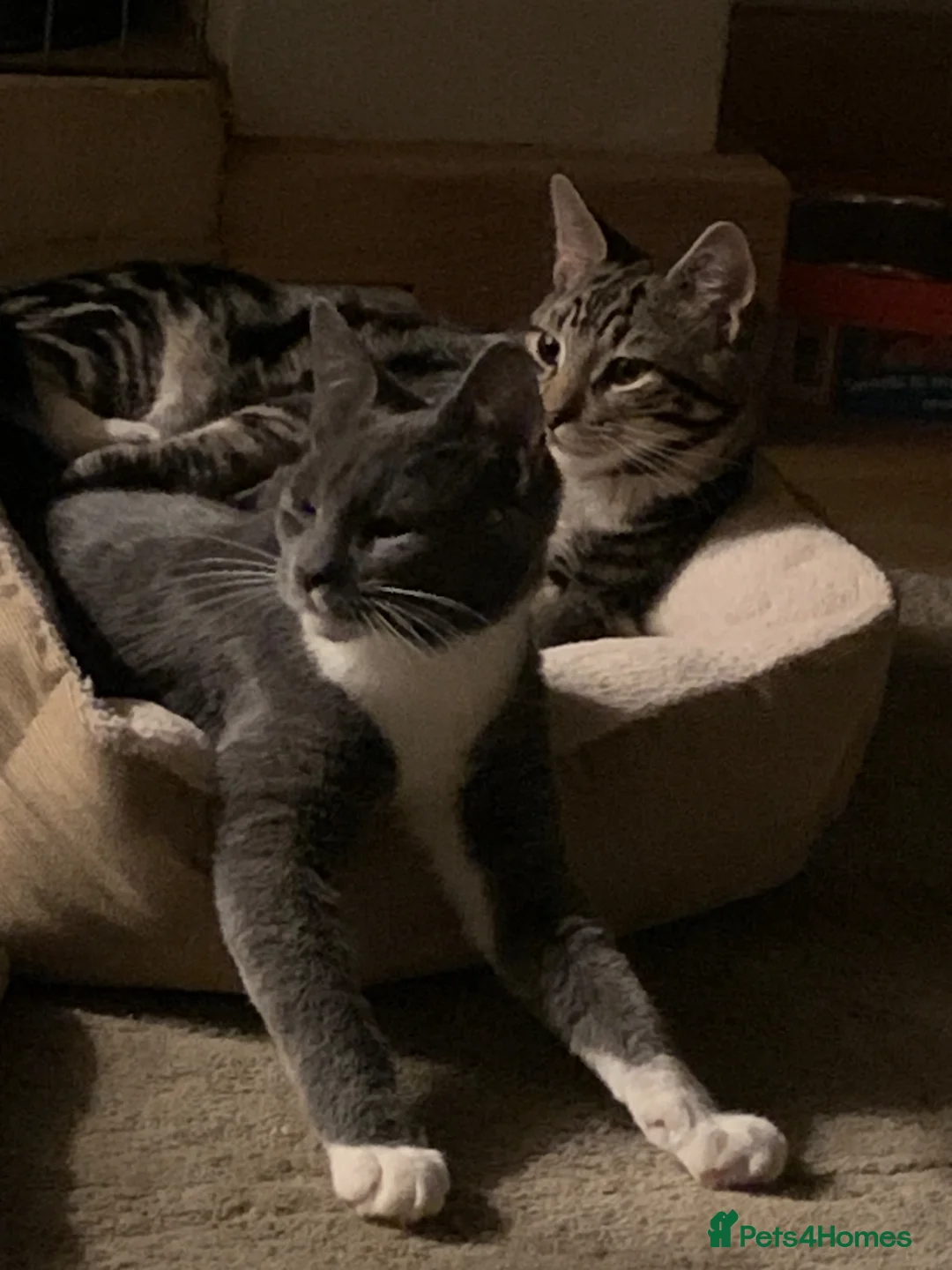 Mixed Breed cats for sale: Half DSH/Maine Coon X. Bonded Must stay together - Advert 1