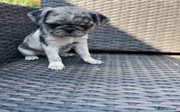 Pug dogs for sale: Pug Puppies  - Image 4