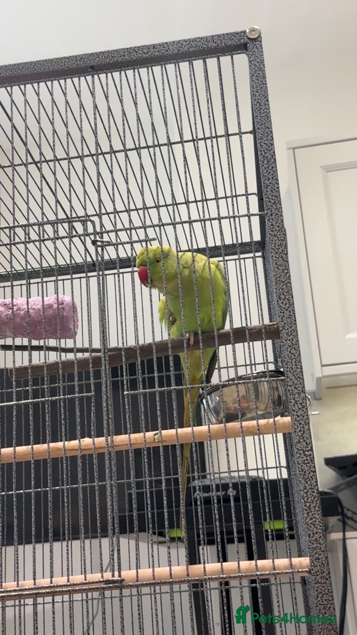 Ringnecks birds for sale: HAND TAMED RINGNECK FOR SALE - Advert 1