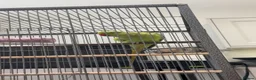 Ringnecks birds for sale: HAND TAMED RINGNECK FOR SALE in Bournemouth - Advert 1