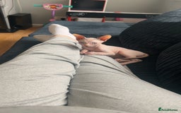 Sphynx cats for sale: Sphynx kitten for sale  - Image 2