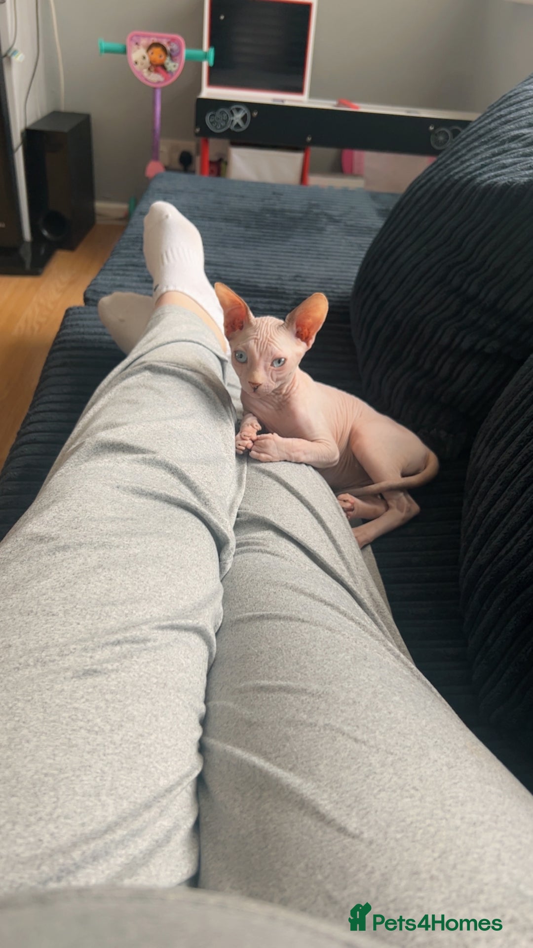 Sphynx cats for sale: Sphynx kitten for sale  - Image 2