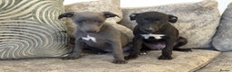 Whippet dogs for sale: 2 BEAUTIFUL TRUE SHOE TYPE KC REGISTERED WHIPPETS - Advert 8