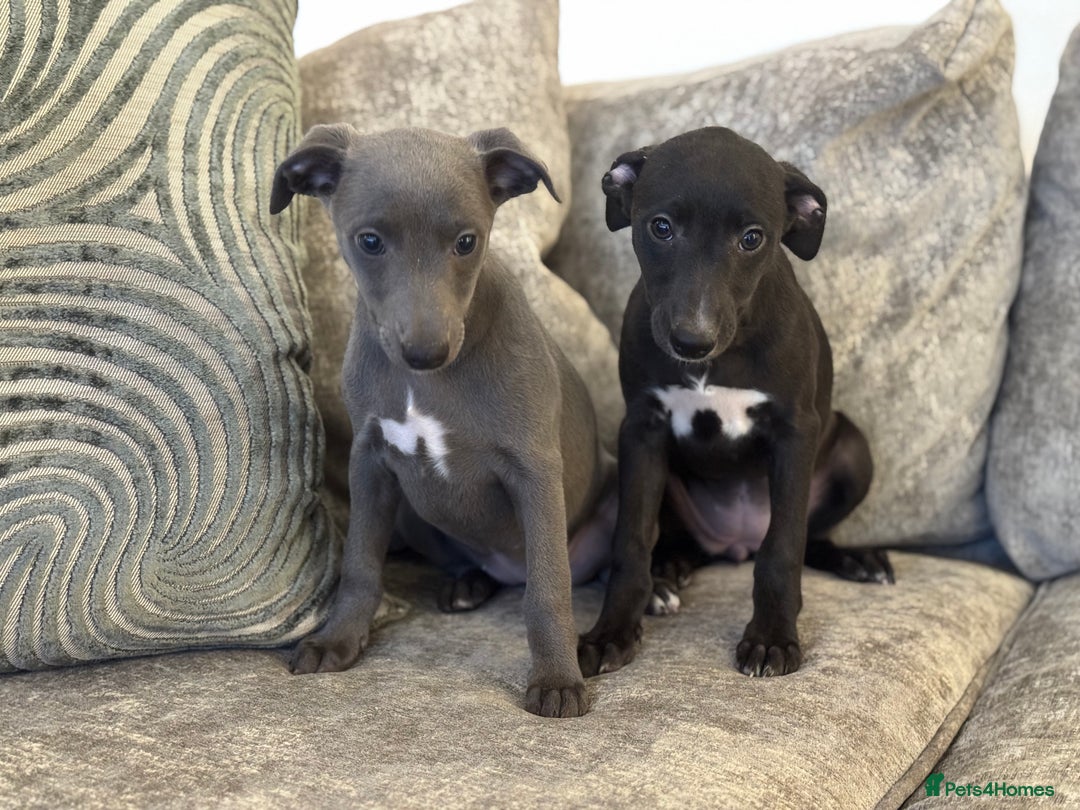 Whippet dogs for sale: 2 BEAUTIFUL TRUE SHOE TYPE KC REGISTERED WHIPPETS - Advert 8