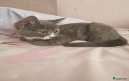 British Shorthair cats for sale: 3 beautiful kittens ready for forever homes - Image 6