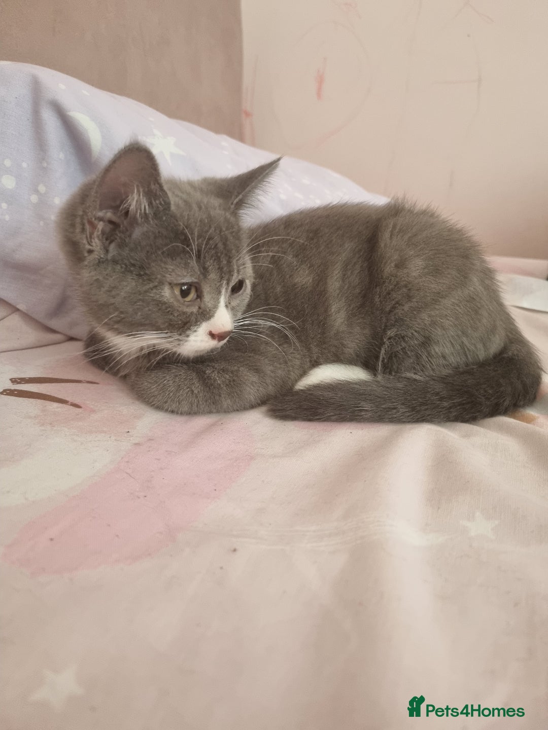 British Shorthair cats for sale: 3 beautiful kittens ready for forever homes - Image 6
