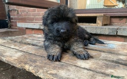 German Shepherd dogs for sale: Long Haired GSD Puppies. Only 1 boys LEFT!  - Image 34