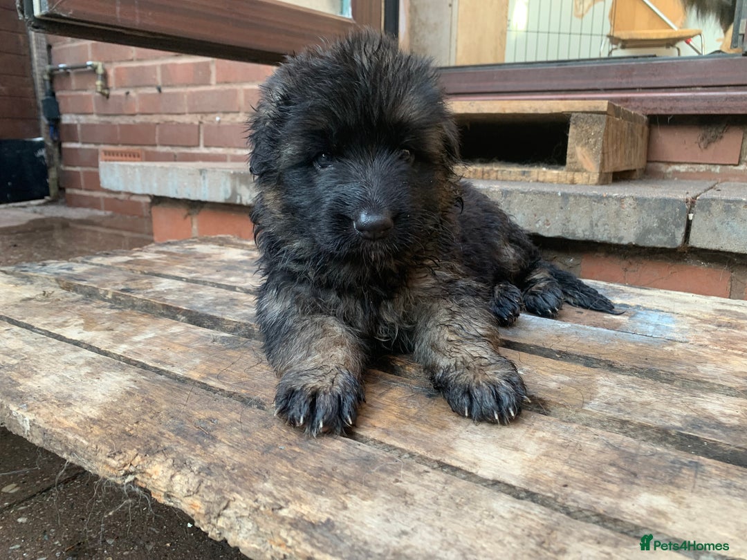 German Shepherd dogs for sale: Long Haired GSD Puppies. Only 1 boys LEFT!  - Image 34