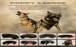 German Shepherd dogs for sale: Beautiful Working Line German Shepherd Puppies - Image 1